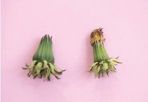 タンポポの綿毛が変身！ ビンに入れて贈り物にも◎「綿毛パンダ」の作り方の画像3