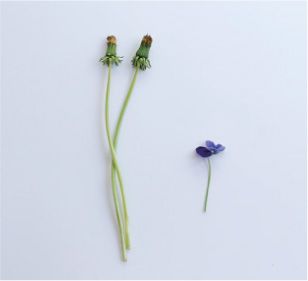 タンポポの綿毛が変身！ ビンに入れて贈り物にも◎「綿毛パンダ」の作り方の画像2