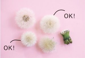 タンポポの綿毛が変身！ ビンに入れて贈り物にも◎「綿毛パンダ」の作り方の画像4