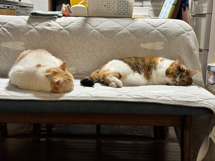 抜け毛をお掃除してもらった猫ちゃんたち