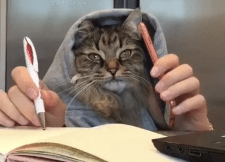 猫の学生がいたらこんな感じ？ 勉強に大忙し！
