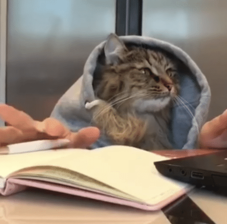 猫の学生がいたらこんな感じ？ 勉強に大忙し！