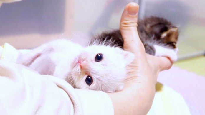 あざと可愛い子猫