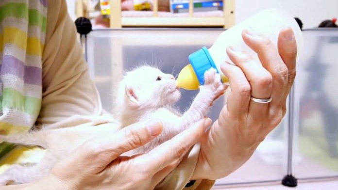 ミルクを飲む子猫