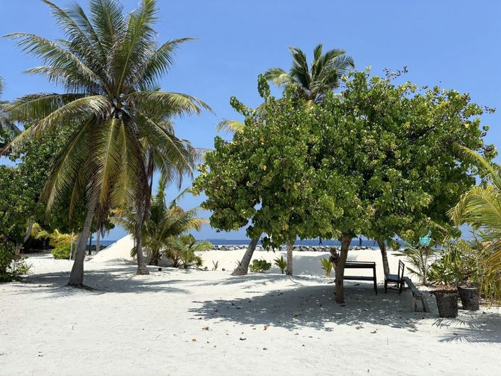 木が作る木陰でおしゃべりを楽しむのもローカル島の楽しみのひとつ