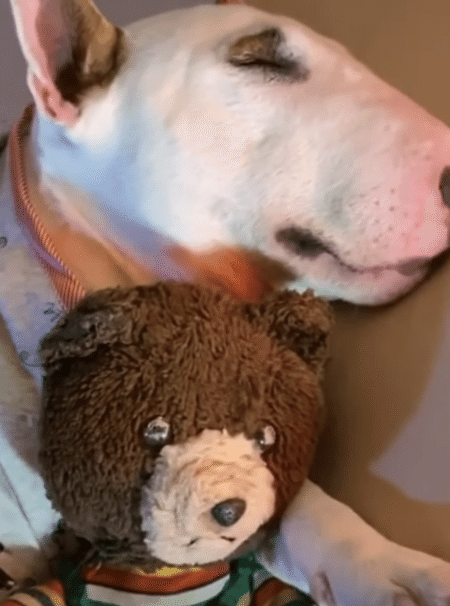 ほのぼのするなぁ。ぬいぐるみと一緒に眠る犬さん。