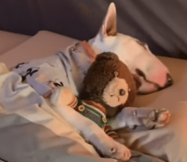 ほのぼのするなぁ。ぬいぐるみと一緒に眠る犬さん。