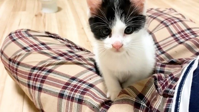 膝の上に乗る子猫