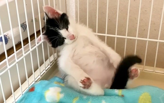 まったりくつろぐ子猫