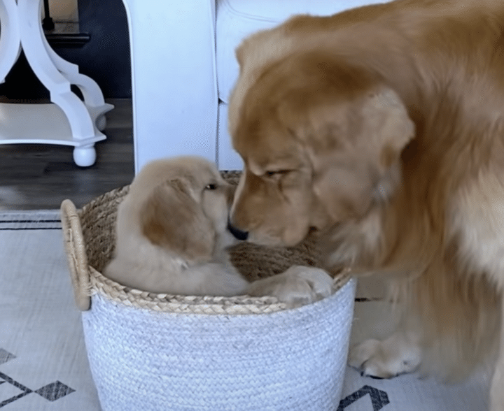 初めましてパパ！ ムスコ子犬と初対面♪