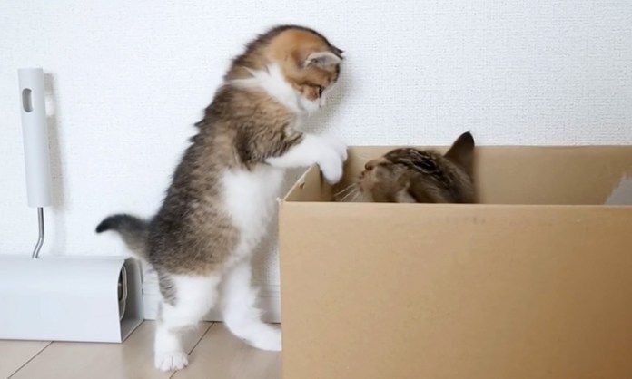 ダンボール箱に入りたい子猫