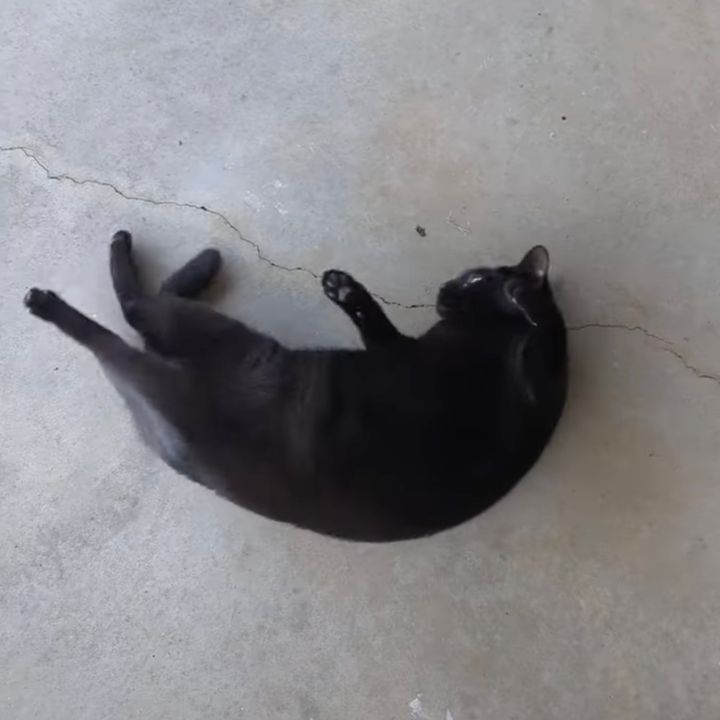 水を得た魚に代わることわざは、コンクリの上に置かれた猫