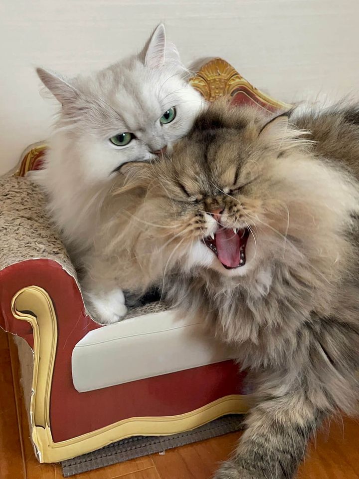 猫が猫に噛みついたように見える写真