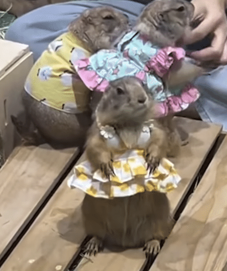 プレーリードッグさん、フリフリのワンピースがとってもお似合い♡