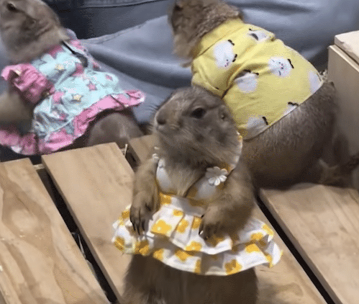 プレーリードッグさん、フリフリのワンピースがとってもお似合い♡
