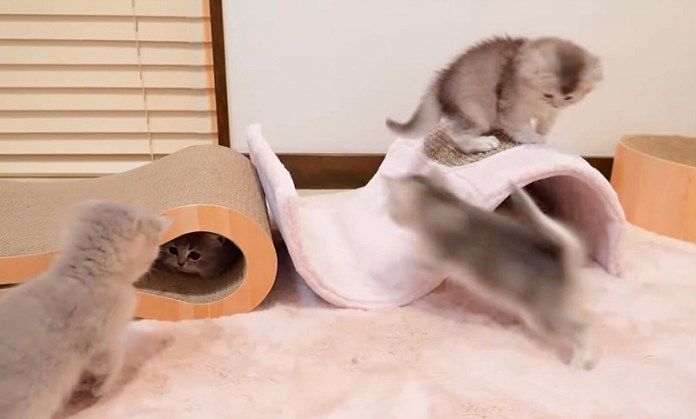 遊び回る子猫達