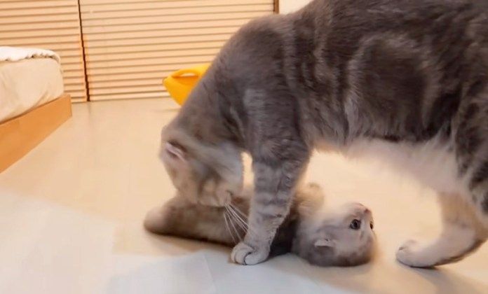 母猫に毛づくろいされる子猫