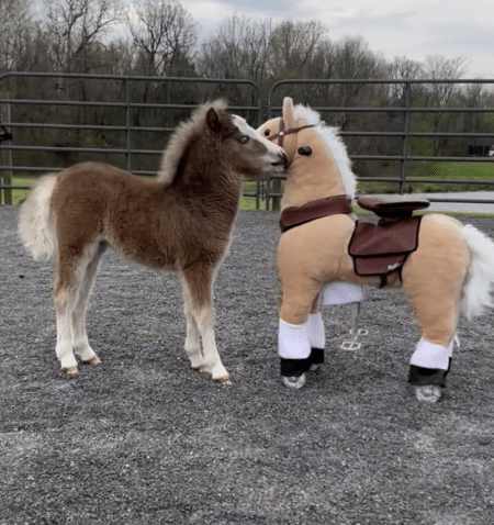 赤ちゃん馬、自分とそっくりな「おもちゃの馬」と友達に！