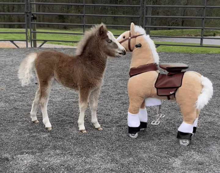 赤ちゃん馬、自分とそっくりな「おもちゃの馬」と友達に！