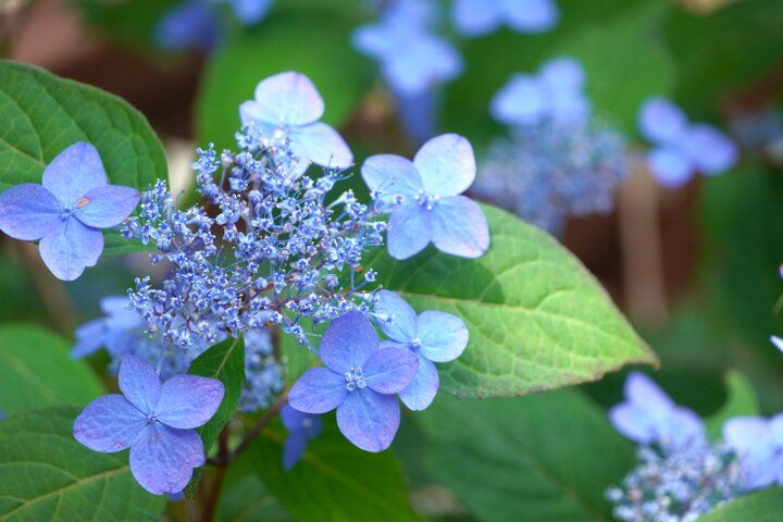 アジサイの見頃を迎えた北鎌倉さんぽ♪古刹の参拝やアジサイのスイーツを楽しむ一日