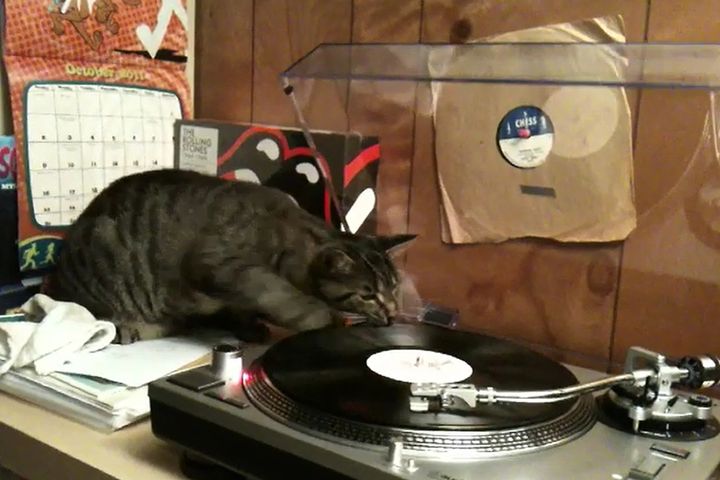  出典：wingnuttoons