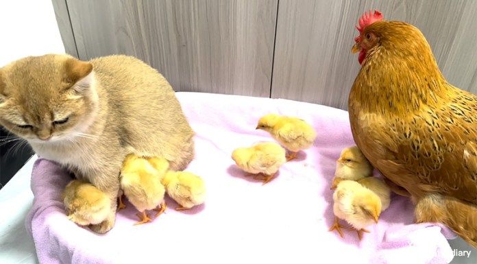 子猫が好きなヒヨコ達