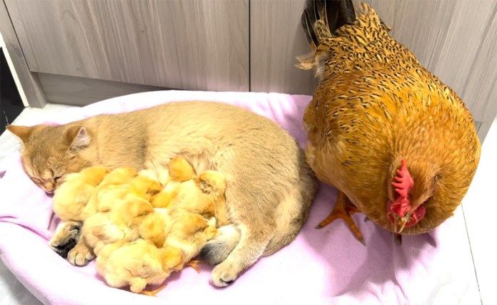 子猫と一緒に眠るヒヨコ達