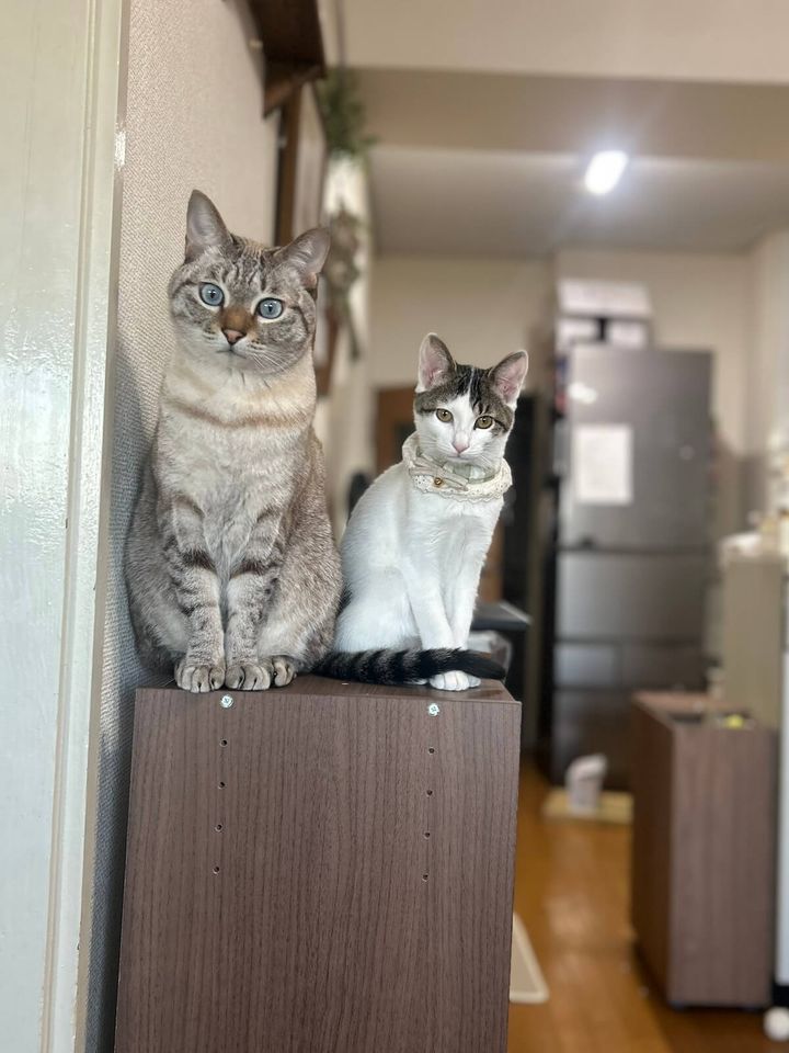 ふくる君とベンツちゃん