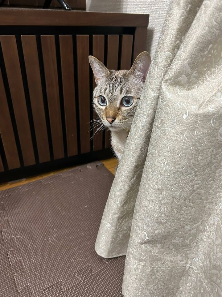 好奇心旺盛な猫のふくる君