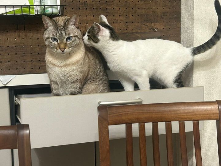 引き出しを勝手に開けて入り込んでいた猫ちゃんたち