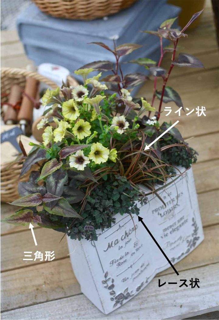 ペチュニア‘シャンパンゴールド’