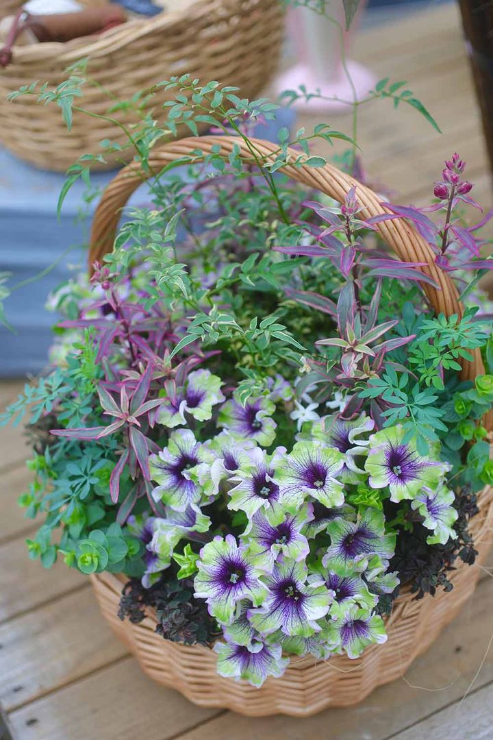 ペチュニアの寄せ植え