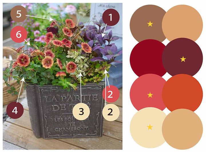 ペチュニア‘ゆうやけこやけ’