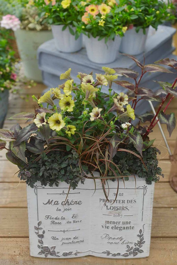 ペチュニア‘シャンパンゴールド’