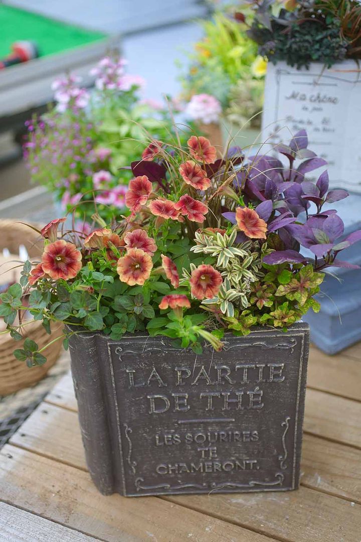 ペチュニア‘ゆうやけこやけ’