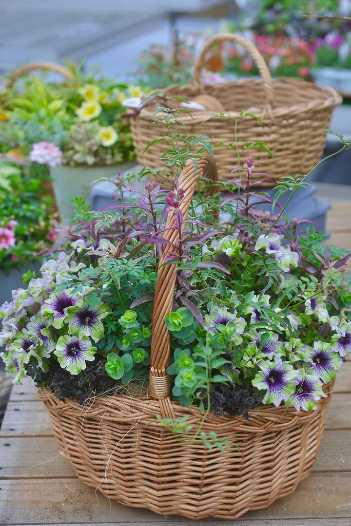 ペチュニアの寄せ植え