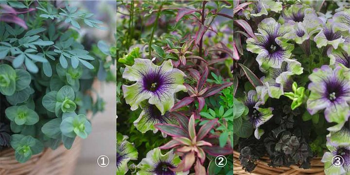 ペチュニアの寄せ植え