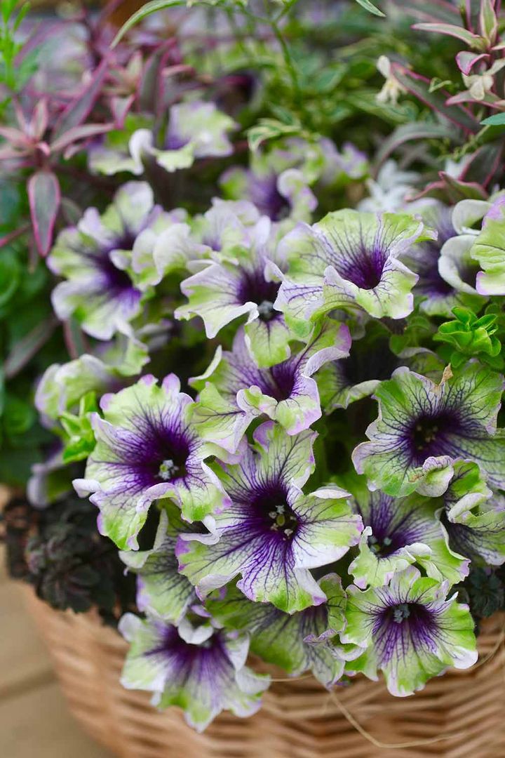 ペチュニア‘アマゾナス プラム コカトゥー’