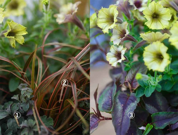 ペチュニア‘シャンパンゴールド’