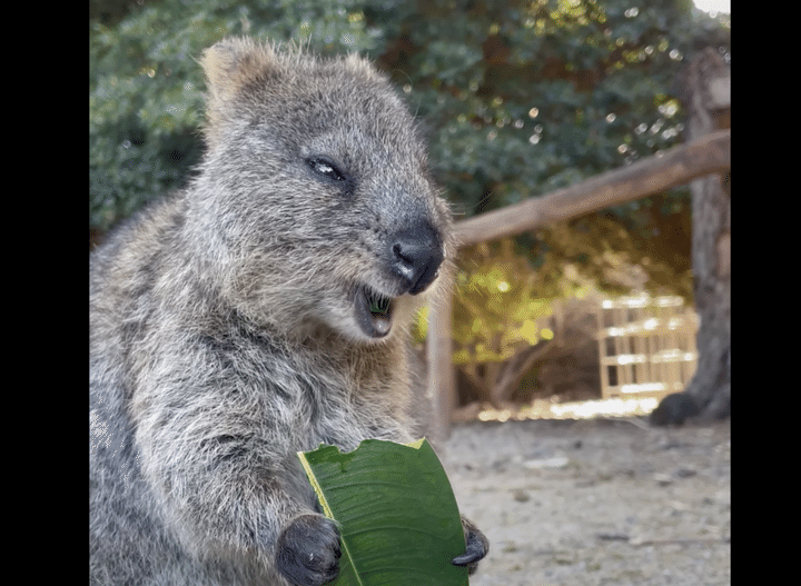 「世界一幸せな動物」！ クオッカの食事姿、見ている人も幸せになるよ♡