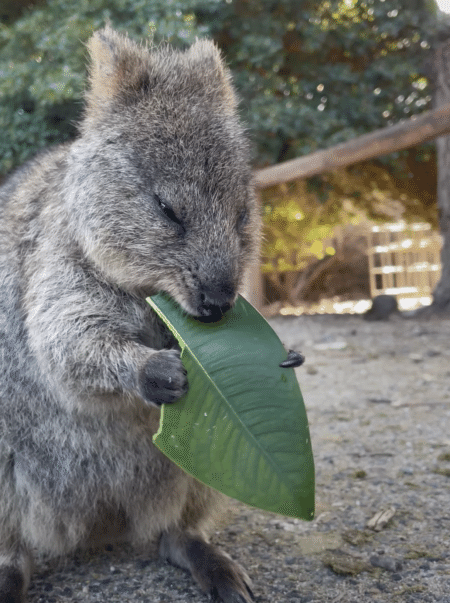 「世界一幸せな動物」！ クオッカの食事姿、見ている人も幸せになるよ♡