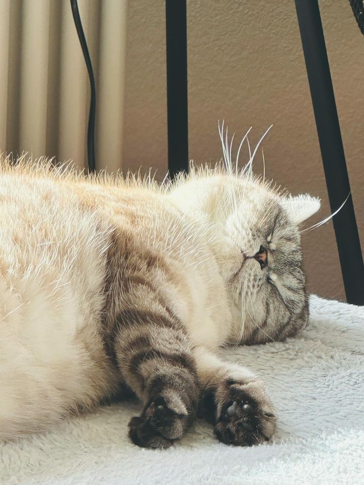 本日の美人猫vol.579