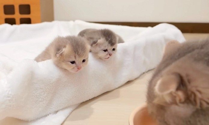 母猫の食事が気になる子猫達