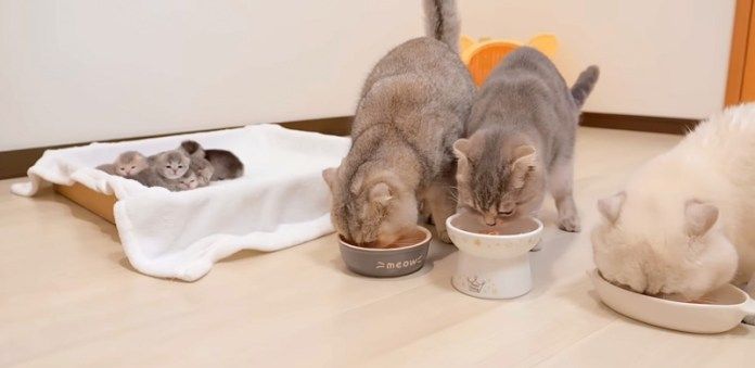 猫達のお食事タイム