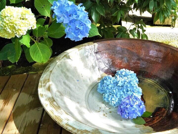 北鎌倉のアジサイ散歩とカフェめぐり♪深く澄んだ明月院ブルーが魅了する6月の古都