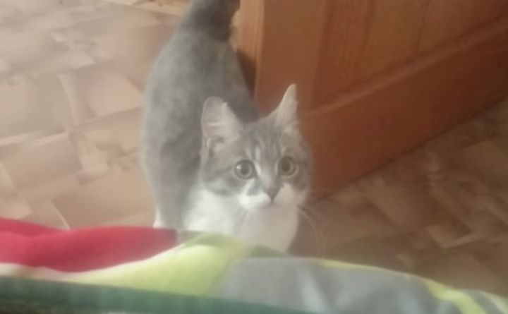 出産した母猫が「子猫みにきて！」というのでついて行くと