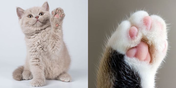 “猫の肉球リップ”って何！？ ネクストブレイク待ったなしの粘膜むちぷるリップ