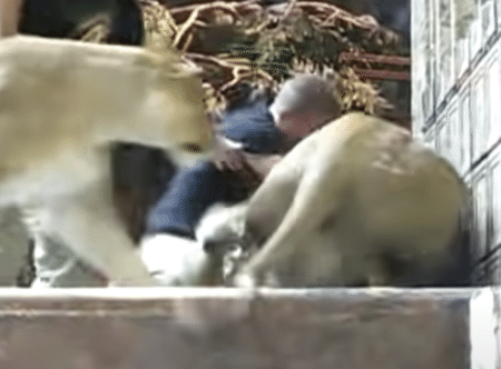 衝撃！ 飼育員に突然襲いかかるライオン。助けに入ってくれたのは？