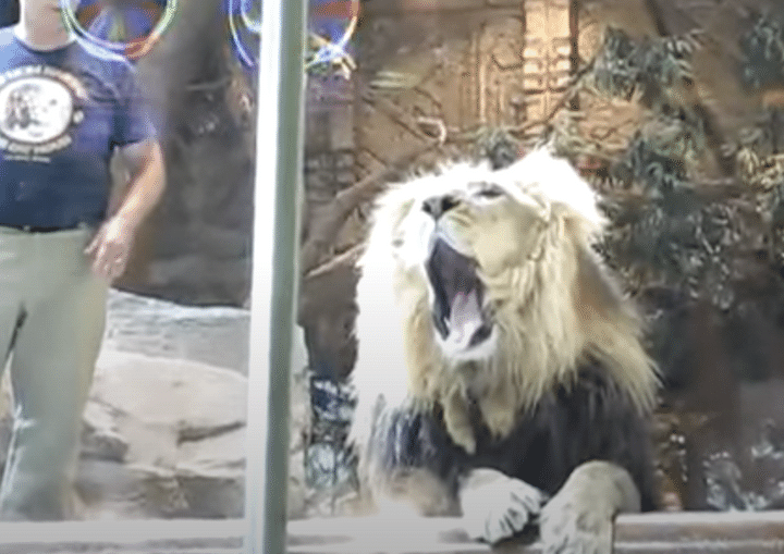 衝撃！ 飼育員に突然襲いかかるライオン。助けに入ってくれたのは？