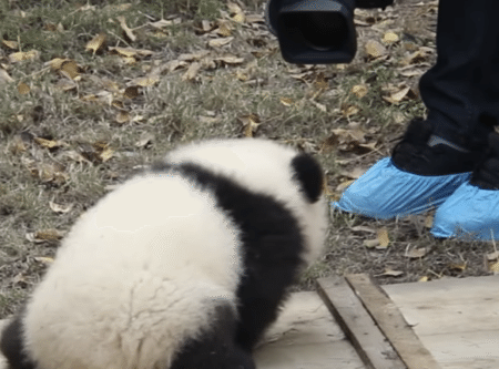 やだ〜恥ずかしいよぉ！ カメラに照れる子パンダさん。